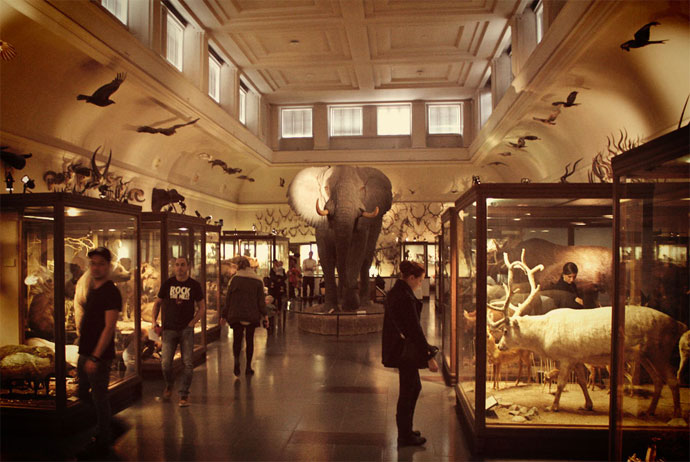Elephant at the natural history museum in Gothenburg