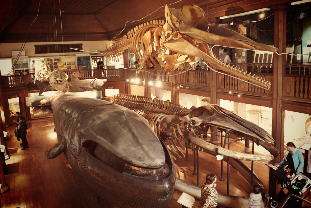 The natural history museum in Gothenburg