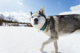 Dog sledding is a really fun activity in Scandinavia