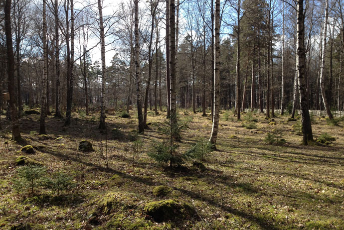 The nature reserve at Gamla Linköping