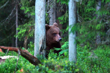 A brown bear in Sweden