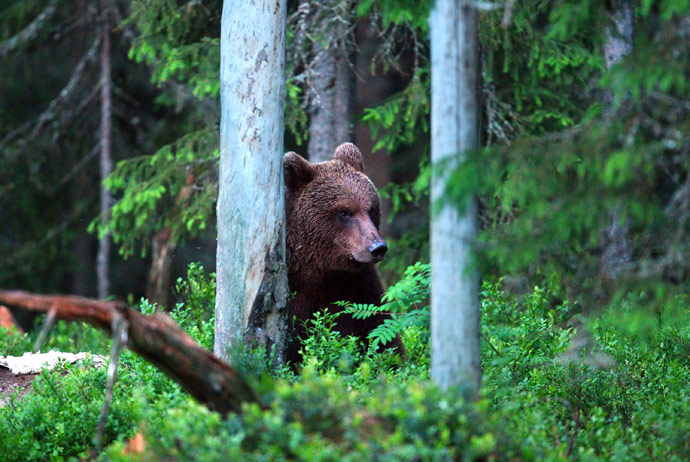 A brown bear in Sweden