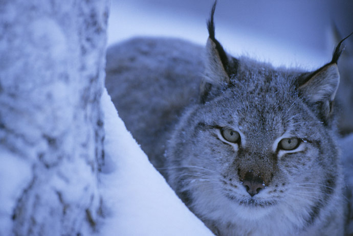 Swedish wildcats are threatened