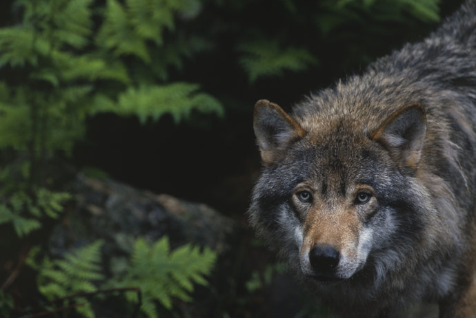 Swedish wolves are now on the list of threatened wildlife