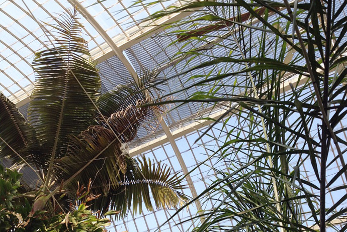 The palm house in Gothenburg