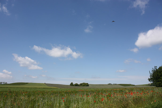 Birds of prey near Lund