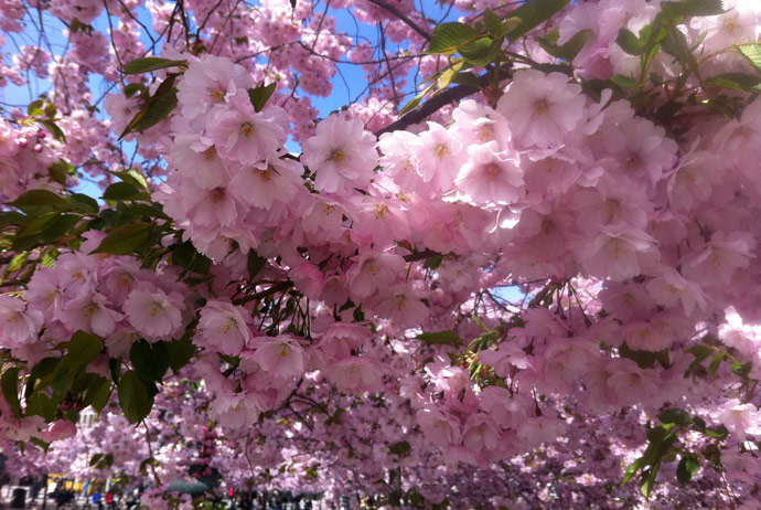 Cherry blossoms in Sweden