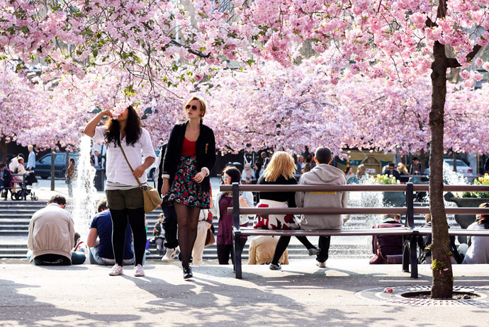 Where to see cherry blossoms in Sweden