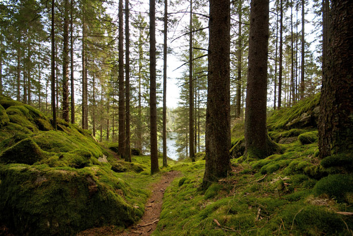 Swedish forests can be explored by backpacking tourists