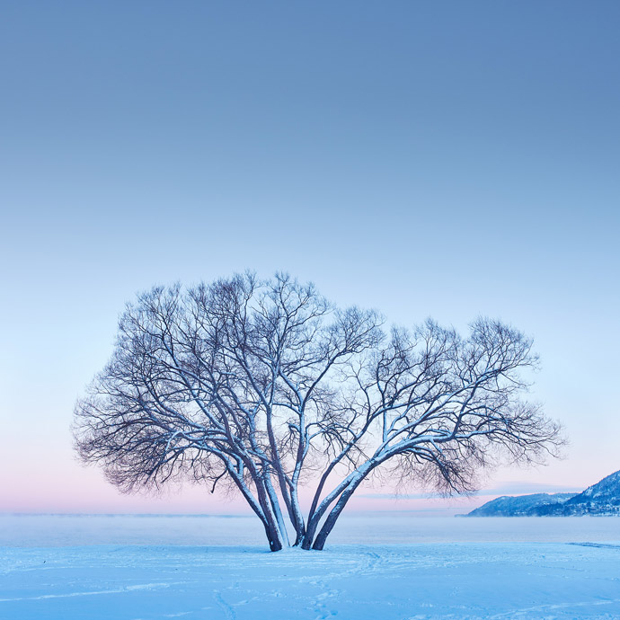 Is this Sweden's most famous tree?