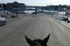 Horse riding in Stockholm