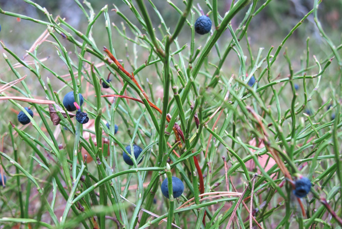 Wild blueberries in Sweden
