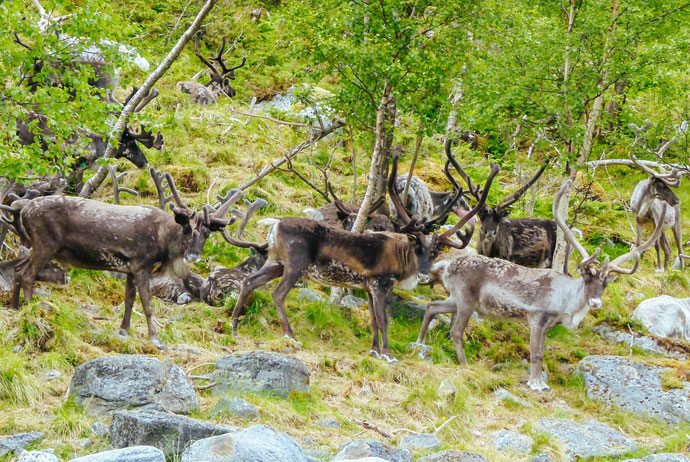 Reindeer herding in northern Norway