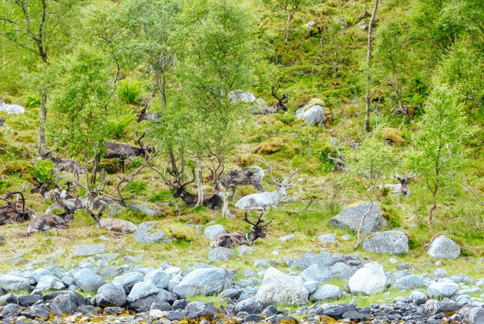 Reindeer resting by the water in northern Norway