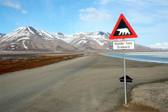 Svalbard has more polar bears than people!