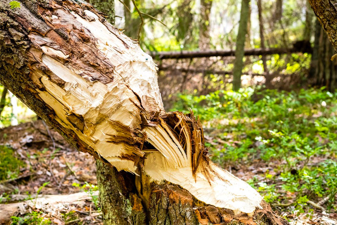 The beaver safari is one of Sweden's newer wildlife tours