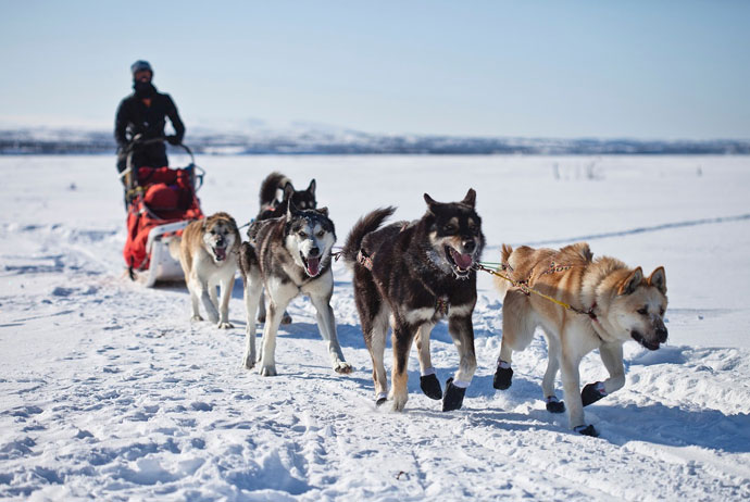 Husky tour in Sweden