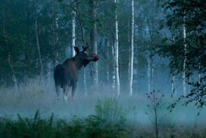 Moose safari in Sweden