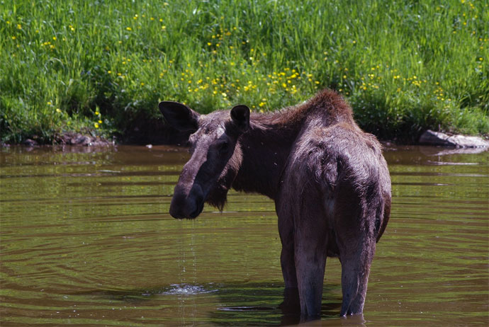 You can go on a moose safari in Sweden