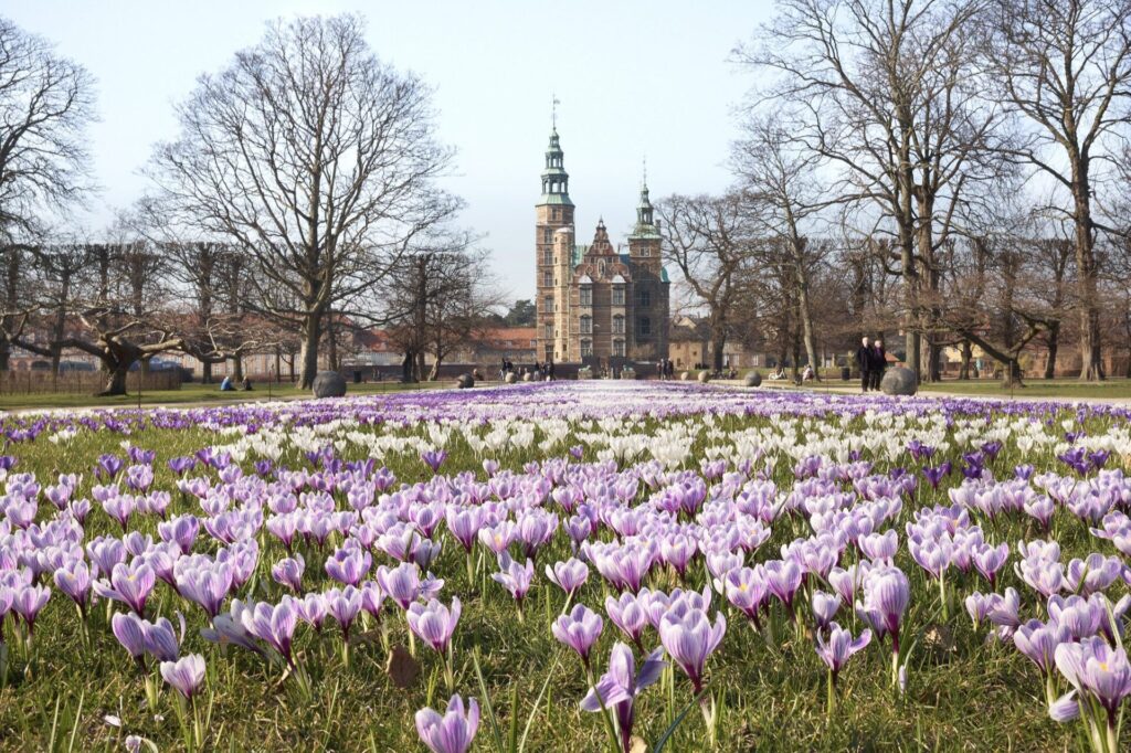 flowers in a park with a castle
