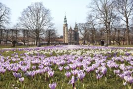 flowers in a park with a castle