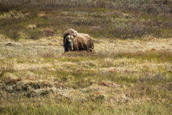You can see Muskox at this national park in Norway