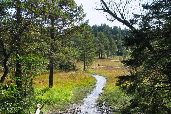 Walking is a great budget activity in Trondheim