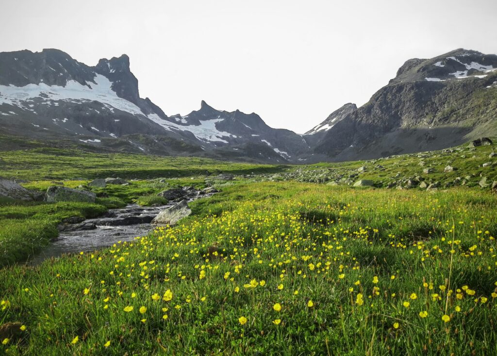green field with flowers in the mountains