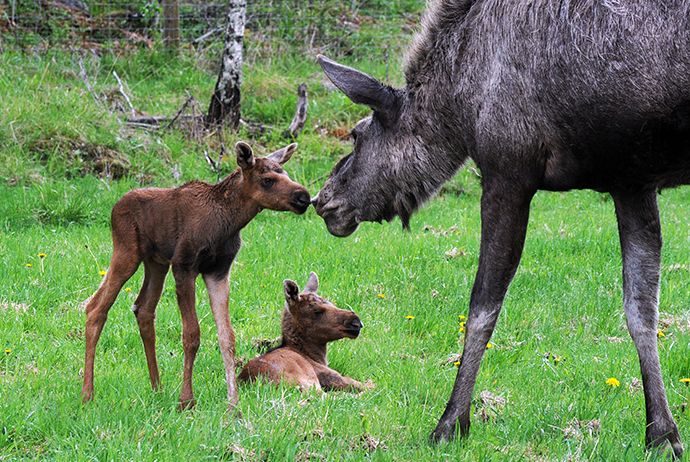 Moose and their calves at the Gårdsjö Moose Park, near Stockholm 
