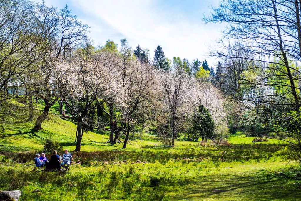 Körsbärsdalen flower trees Lund