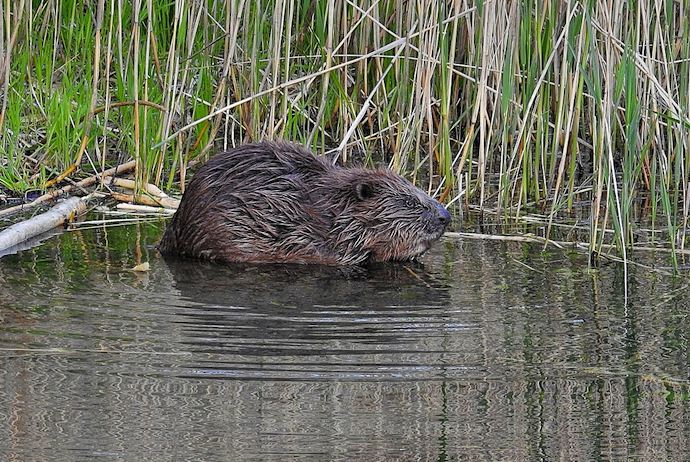 Beavers are among the wildlife you can see in Stockholm, Sweden