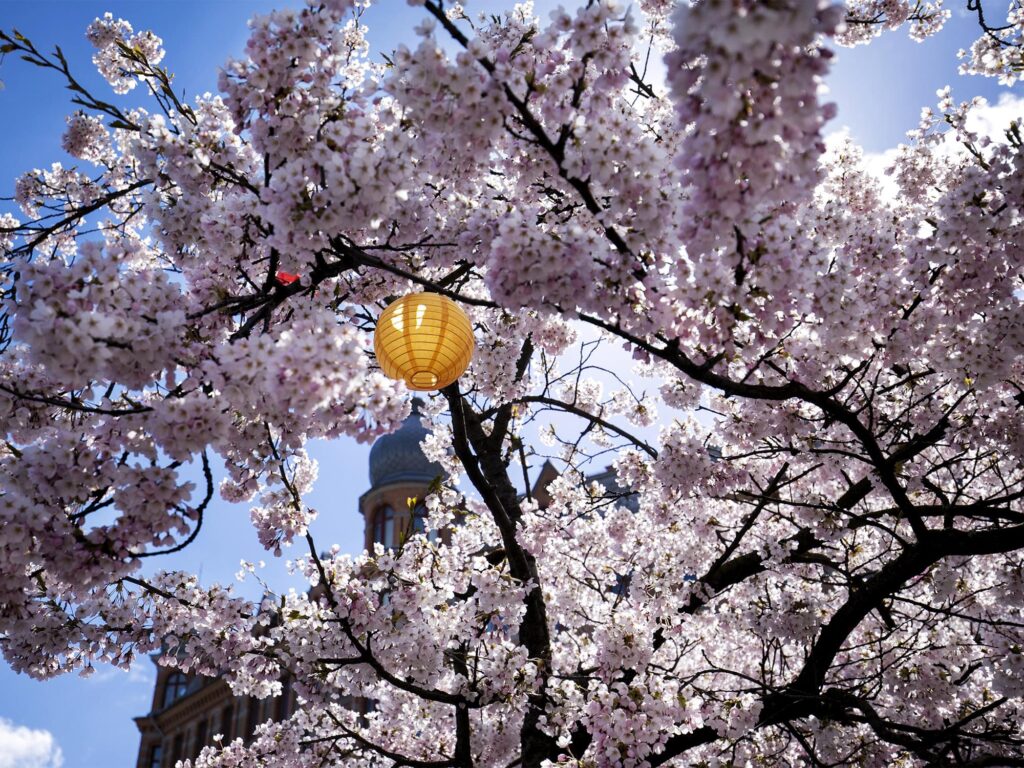 The cherry blossoms at the square Järntorget are always popular. Credit: Frida Winter
