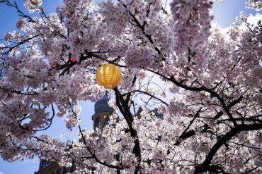 The cherry blossoms at the square Järntorget are always popular. Credit: Frida Winter