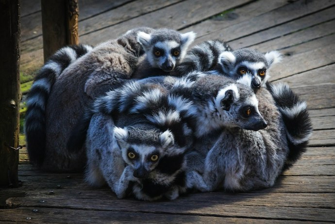 Lemurs at Skansen, Stockholm