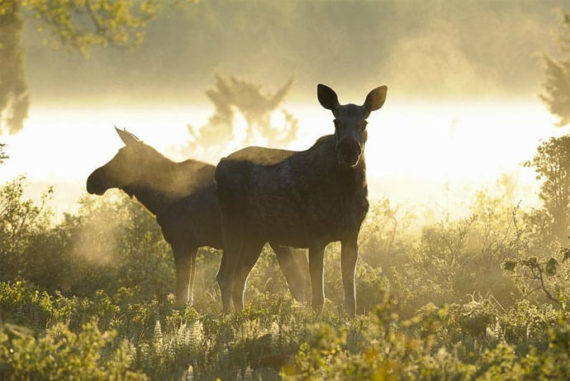 Moose safari near Stockholm