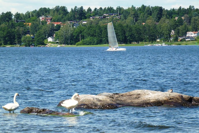 Swans at Lake Mälaren