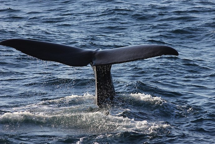 Whale watching on the Hurtigruten
