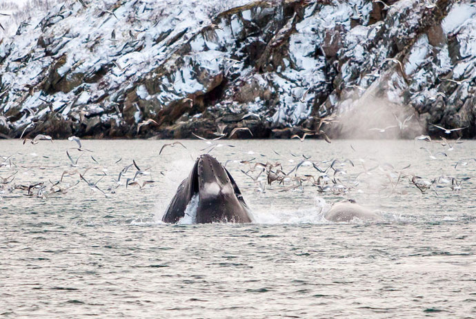 Whale watching in Norway