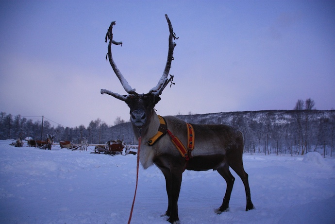 See the northern lights by reindeer sleigh in Finnish Lapland