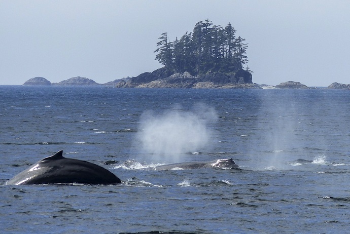 Norway is one of the best places in Europe to go on a whale safari