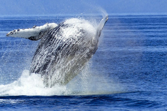 Find out all you need to know about whale safaris in Norway