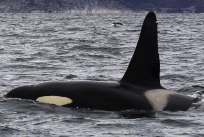 Humpback, orcas, sperm whales, pilots and fin whales can be seen in the waters off Norway