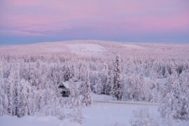 pink sky and forest in snow