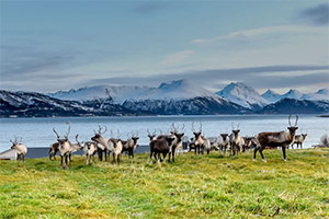 Arctic Nature Tour in Tromsø