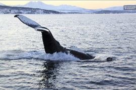 Polar Whale and Sea Bird Safari by Boat, Tromsø