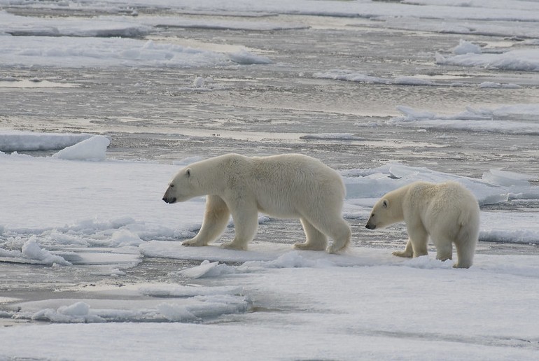 You can see polar bears in Svalbard