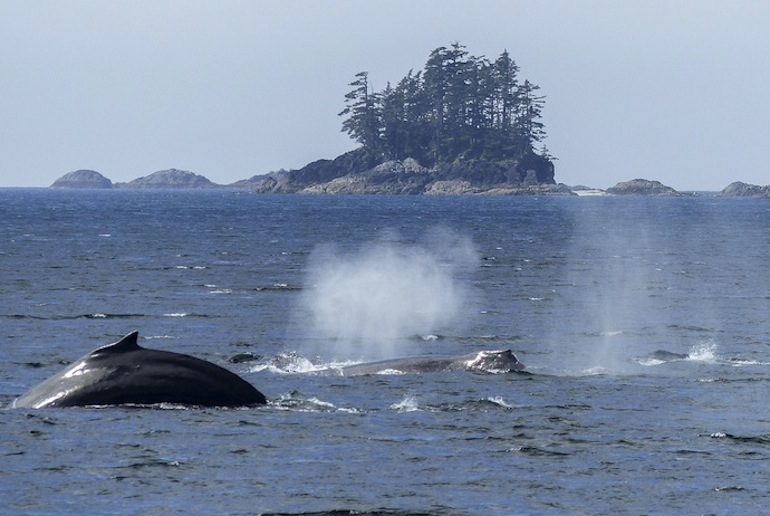 Andenes on the island of Andøya is one of the best places in Norway to go whale-watching