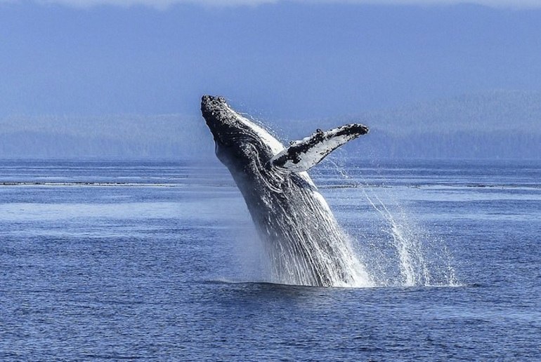 There are lots of whale watching opportunities in Norway