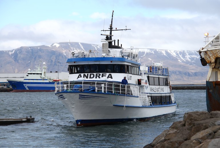 Go on an epic whale-watching trip from Reykjavík