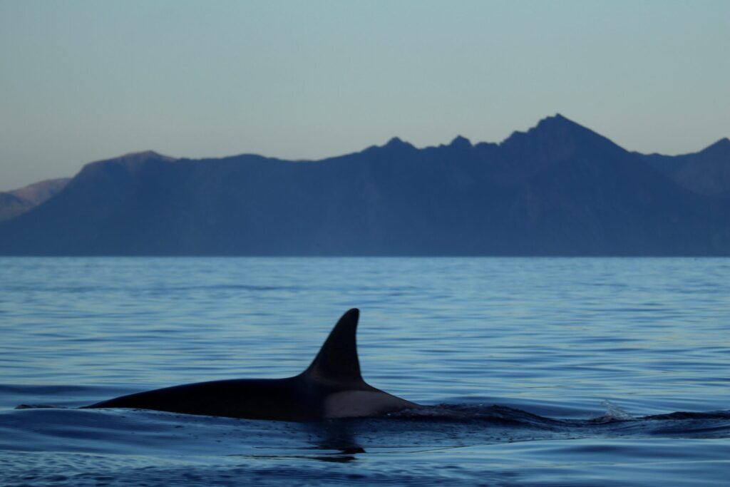 whale in the water by the mountains